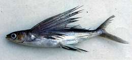 Image of Black-tipped flyingfish
