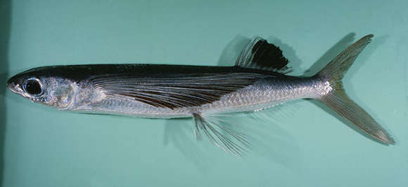 Image of Sutton&#39;s flyingfish