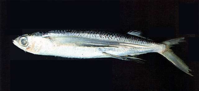 Image of Limpid-wing flyingfish