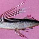 Image of Narrowhead flyingfish