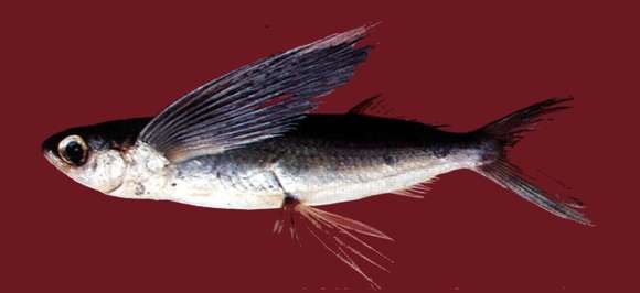 Image of Cypselurus