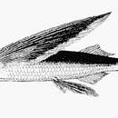 Image of Black-finned flying-fish