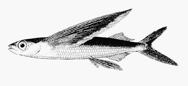 Black-finned flying-fish - Encyclopedia of Life