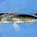 Image of sailfin flyingfish