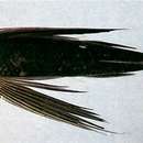 Imagem de Prognichthys brevipinnis (Valenciennes 1847)