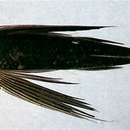 Prognichthys brevipinnis (Valenciennes 1847) resmi