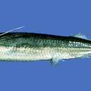 Image of Flying halfbeak