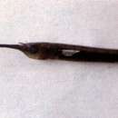 Image of Buffon's river garfish