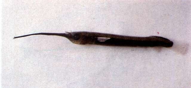 Image of Zenarchopteridae