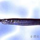 Image of Duncker&#39;s river garfish