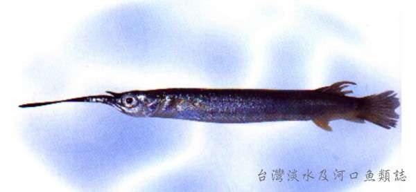 Image of Zenarchopteridae