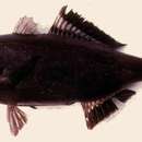 Image of Splitfin flashlightfish