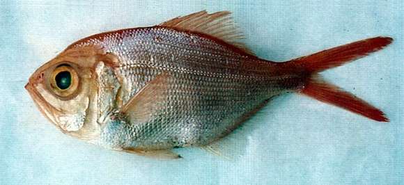 Image of Alfonsino