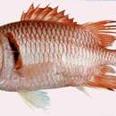 Image of Blacktip Soldierfish