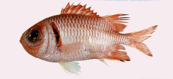 Image of Blacktip Soldierfish