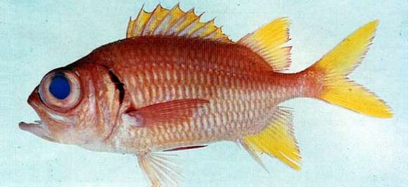 Image of Golden-finned squirrelfish