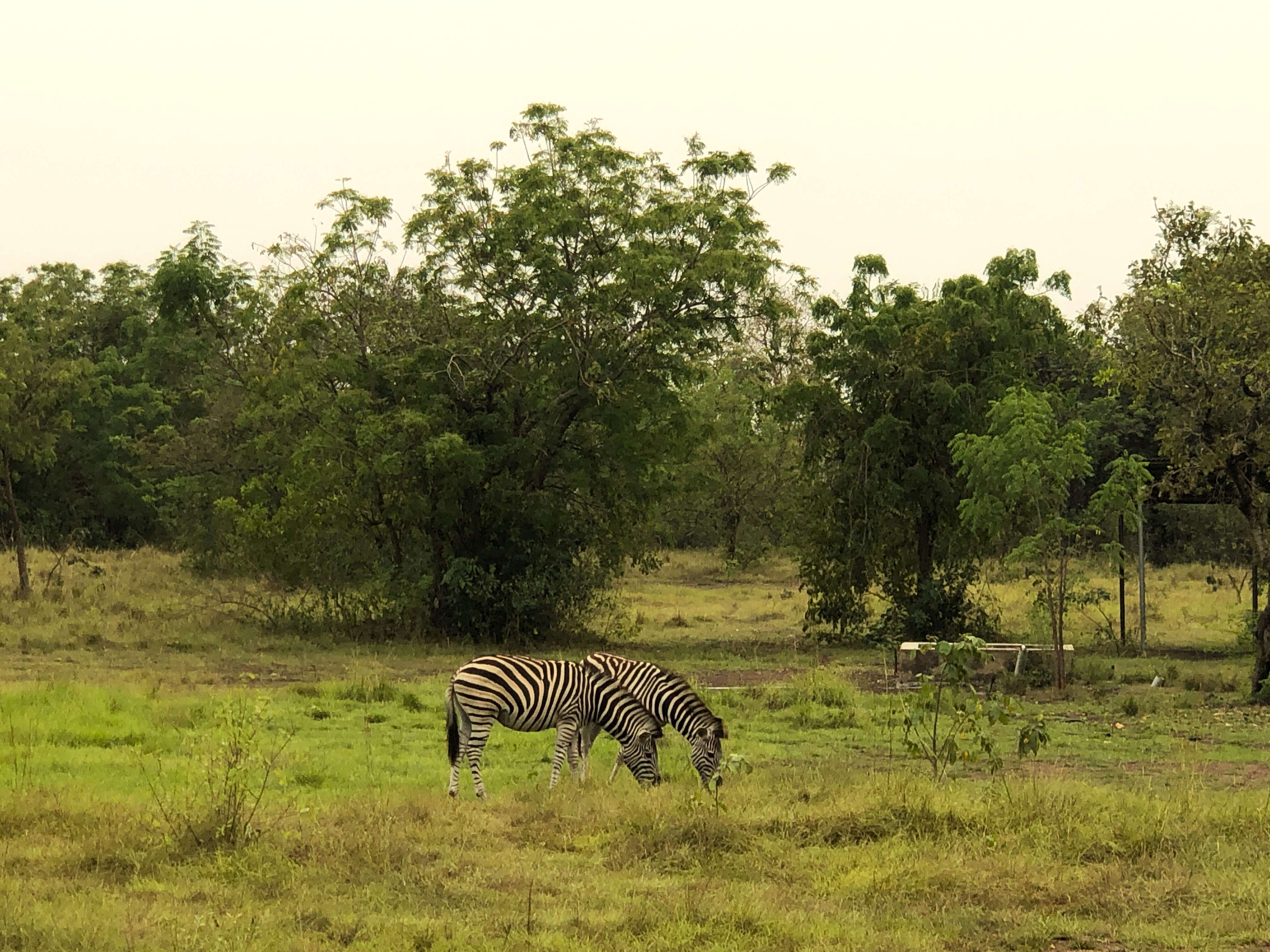 Image of zebra