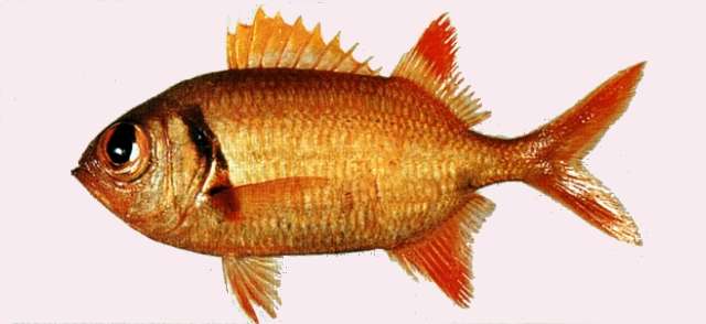 Image of Epaulette soldierfish