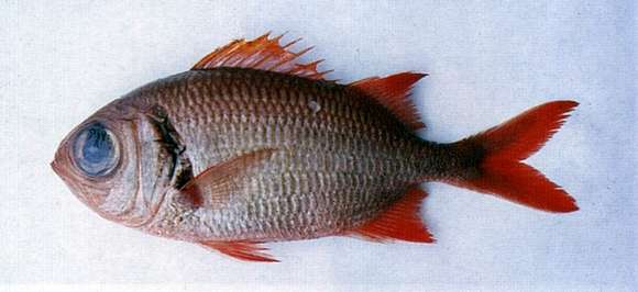 Image of Big-eye Soldierfish