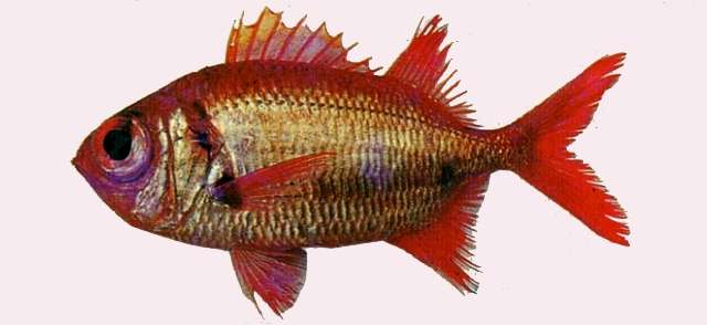 Image of Big Eye Soldierfish