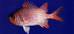 Image of Australian Squirrel-fish