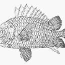 Image of Redcoat soldierfish