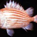 Image of Deepwater soldier