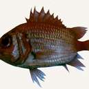 Image of Shen’s soldierfish