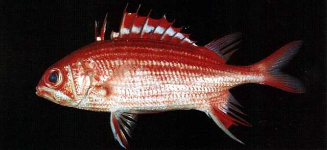 Image of Samurai squirrelfish