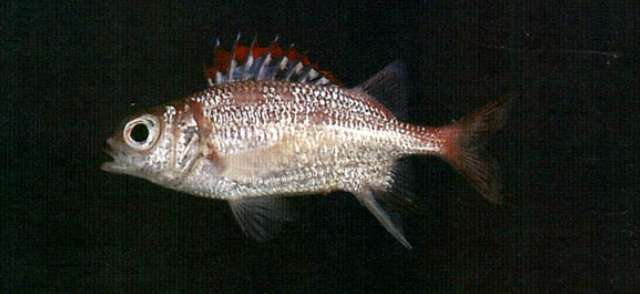 Image of Peppered Squirrelfish