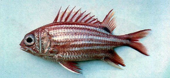 Image of Red Striped Squirrelfish