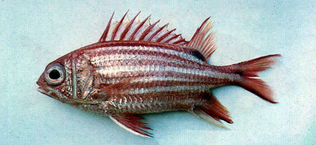 Image of Red Striped Squirrelfish