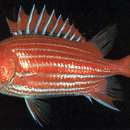 Image of North Pacific squirrelfish