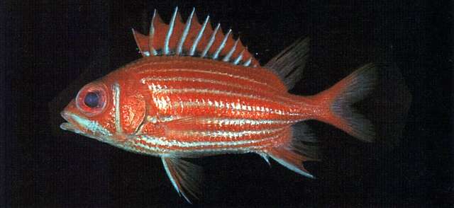 Image of North Pacific squirrelfish