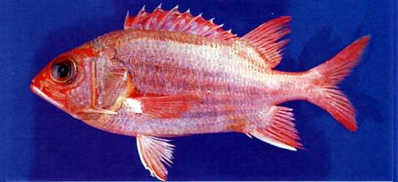 Image of Blue Lined Squirrelfish