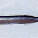 Image of Blackfin wolf herring