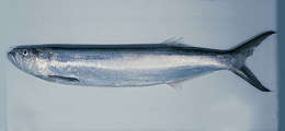 Image of wolf herrings