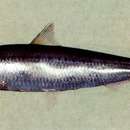 Image of Spotted sardinella