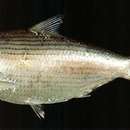 Image of Chinese gizzard shad