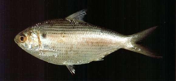 Image of Clupanodon