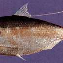 Image of Dotted gizzard shad