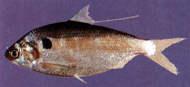 Dotted gizzard shad - Encyclopedia of Life