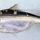 Image of Gizzard shad