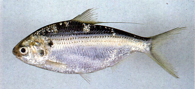 Image of Gizzard shad