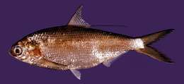 Image of Japanese gizzard shad