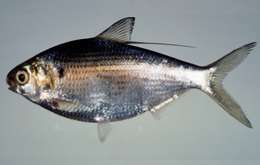 Image of Bloch's Gizzard Shad