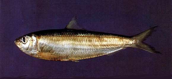 Image of Perforated-scale Sardine