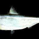 Image of Fimbriated sardine