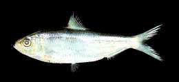Image of Fimbriated sardine