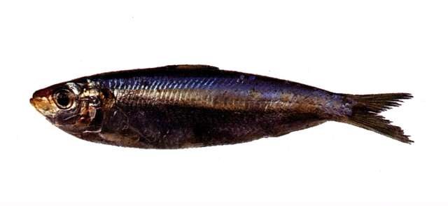 Image of Goldstripe sardinella